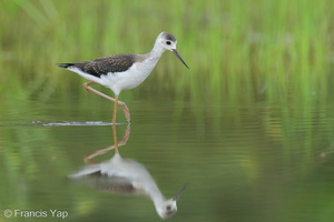 Black-winged Stilt-240809-244MSDCF-FYP04341-W.jpg