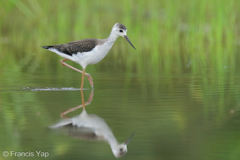 Black-winged_Stilt-240809-244MSDCF-FYP04341-W.jpg