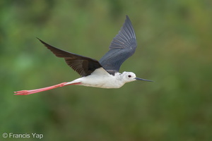 Black-winged Stilt-240809-244MSDCF-FYP07183-W.jpg