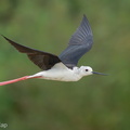 Black-winged_Stilt-240809-244MSDCF-FYP07183-W.jpg