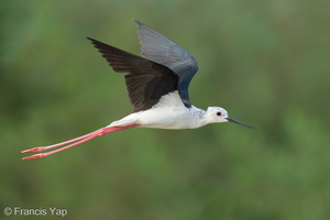 Black-winged Stilt-240816-244MSDCF-FYP08073-W.jpg