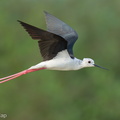 Black-winged_Stilt-240816-244MSDCF-FYP08073-W.jpg