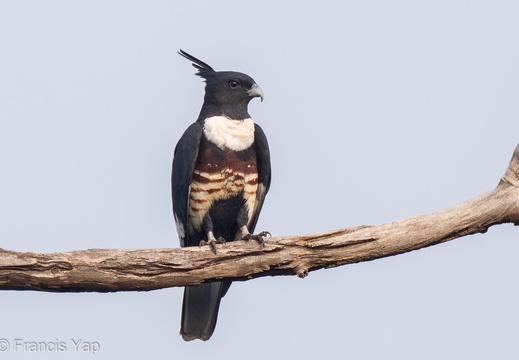 Black Baza