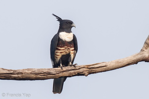 Black Baza-120321-110EOS7D-IMG_9969-W.jpg