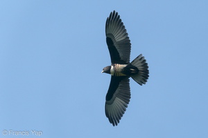 Black Baza-191206-106MSDCF-FYP09005-W.jpg