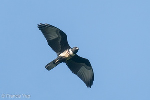 Black Baza-191206-106MSDCF-FYP09096-W.jpg