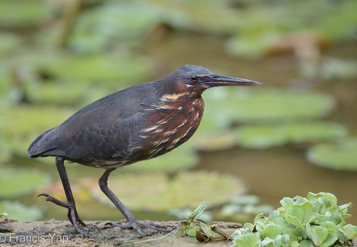 Black Bittern