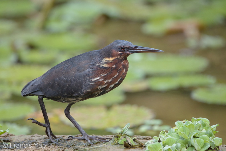 Black_Bittern-160519-100EOS1D-F1X25414-W.jpg