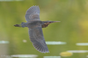 Black Bittern-160519-100EOS1D-F1X26326-W.jpg