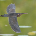 Black_Bittern-160519-100EOS1D-F1X26326-W.jpg