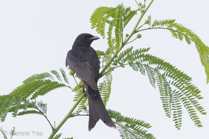 Black Drongo-170205-109EOS1D-F1X26118-W.jpg