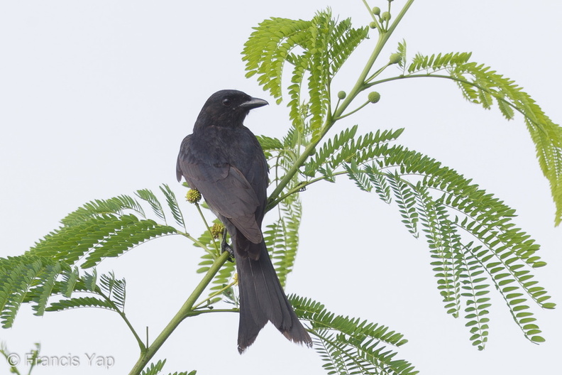 Black_Drongo-170205-109EOS1D-F1X26118-W.jpg