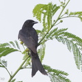 Black_Drongo-170205-109EOS1D-F1X26118-W.jpg