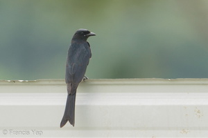 Black Drongo-181111-113ND500-FYP_3581-W.jpg