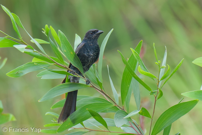 Black_Drongo-260219-155FRYAP-FYA03000-W.jpg