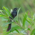 Black_Drongo-260219-155FRYAP-FYA03000-W.jpg