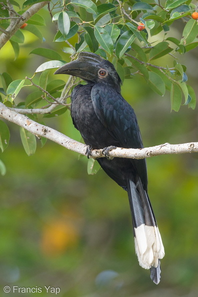 Black_Hornbill-170101-108EOS1D-F1X24771-W.jpg