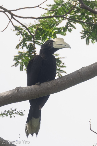 Black_Hornbill-220218-140MSDCF-FRY09650-W.jpg