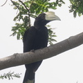 Black_Hornbill-220218-140MSDCF-FRY09650-W.jpg