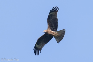 Black Kite-210302-101MSDCF-FRY03765-W.jpg