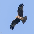 Black_Kite-210302-101MSDCF-FRY03765-W.jpg