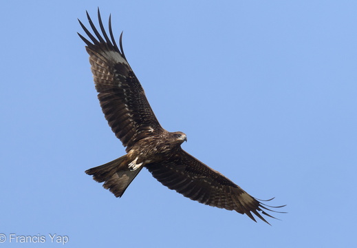 Black Kite