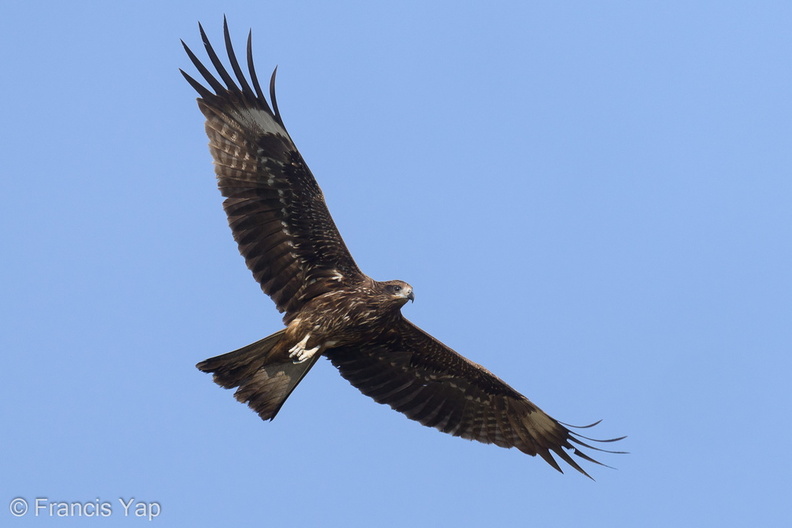 Black_Kite-220128-137MSDCF-FRY08671-W.jpg