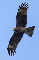 Black Kite-220130-138MSDCF-FRY03656-W.jpg