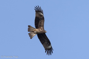 Black Kite-220130-138MSDCF-FRY03945-W.jpg