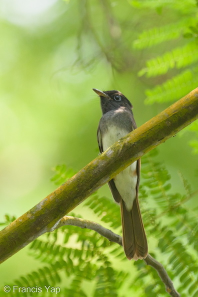 Black_Paradise_Flycatcher-121024-103EOS1D-FY1X1117-W.jpg