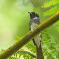 Black_Paradise_Flycatcher-121024-103EOS1D-FY1X1117-W.jpg