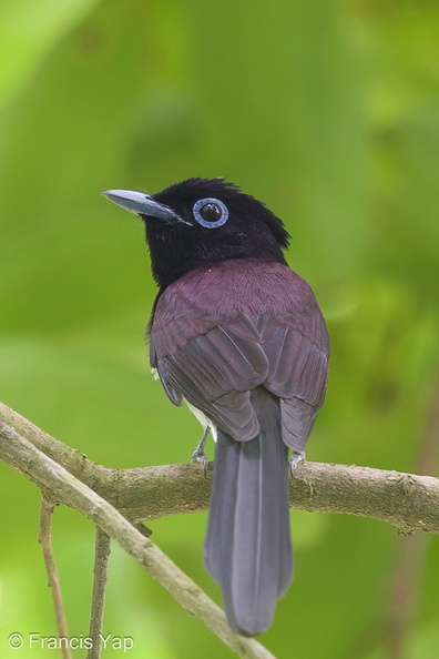 Black_Paradise_Flycatcher-161102-106EOS1D-F1X27616-W.jpg