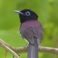 Black_Paradise_Flycatcher-161102-106EOS1D-F1X27616-W.jpg