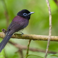 Black_Paradise_Flycatcher-161105-106EOS1D-F1X28380-W.jpg