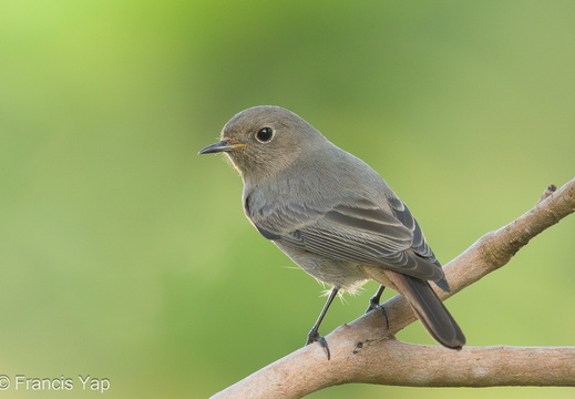 Black Redstart