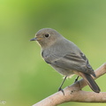 Black_Redstart-211207-132MSDCF-FRY01325-W.jpg