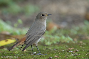 Black Redstart-211207-132MSDCF-FRY01851-W.jpg