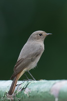 Black Redstart-211220-133MSDCF-FRY06462-W.jpg