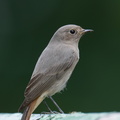 Black_Redstart-211220-133MSDCF-FRY06462-W.jpg