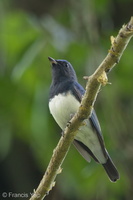 Blue-and-white Flycatcher-170210-109EOS1D-F1X27171-W.jpg