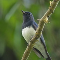 Blue-and-white_Flycatcher-170210-109EOS1D-F1X27171-W.jpg