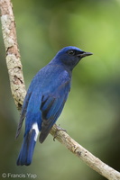 Blue-and-white Flycatcher-211205-130MSDCF-FRY07555-W.jpg