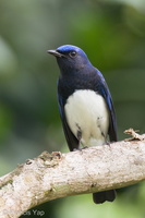 Blue-and-white Flycatcher-211205-130MSDCF-FRY08489-W.jpg