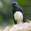 Blue-and-white_Flycatcher-211205-130MSDCF-FRY08489-W.jpg