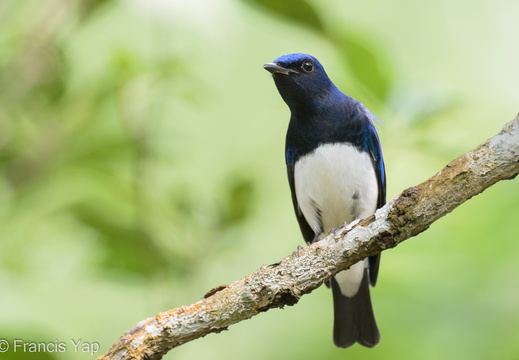 Blue-and-white Flycatcher