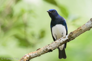 Blue-and-white Flycatcher-211205-130MSDCF-FRY08895-W.jpg