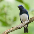 Blue-and-white_Flycatcher-211205-130MSDCF-FRY08895-W.jpg