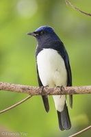 Blue-and-white Flycatcher-211205-131MSDCF-FRY00231-W.jpg