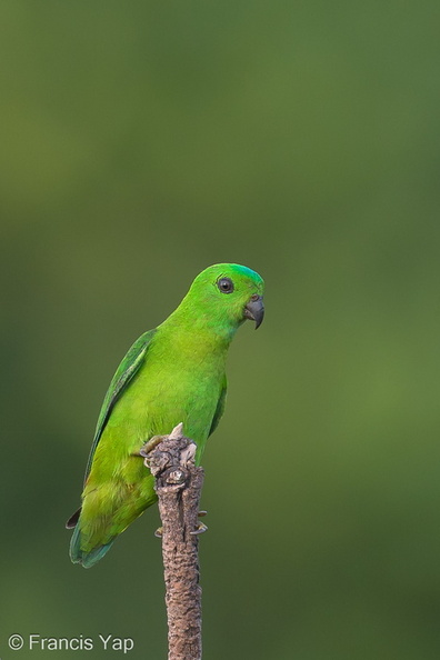 Blue-crowned_Hanging_Parrot-130322-105EOS1D-FY1X9135-W.jpg