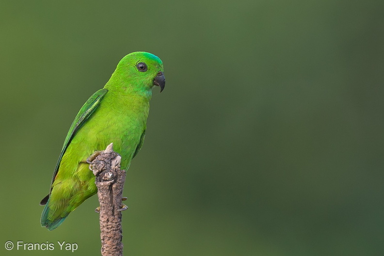 Blue-crowned_Hanging_Parrot-130322-105EOS1D-FY1X9232-W.jpg